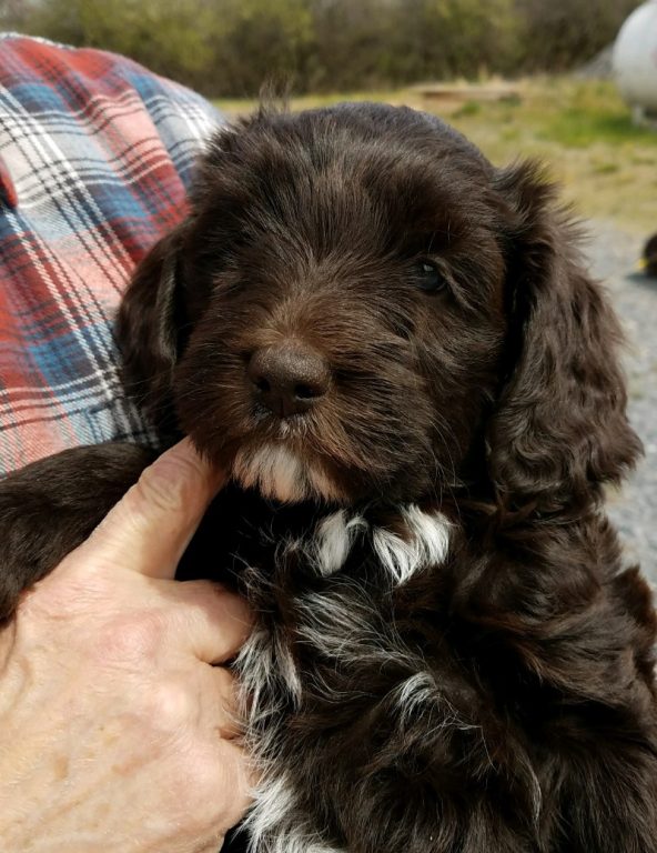 second picture of a female labradoodle puppy