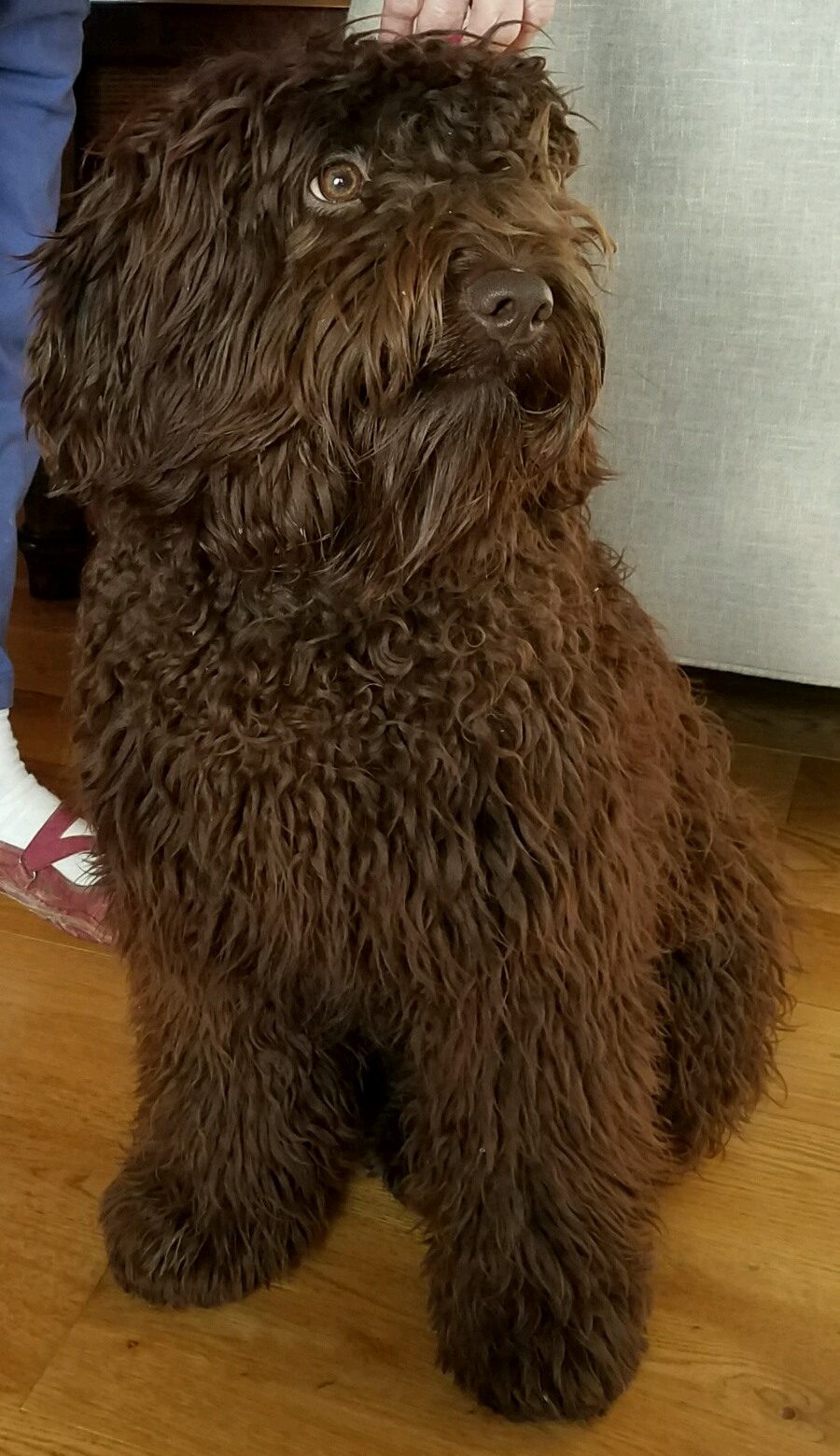 adult male labradoodle stud for breeding