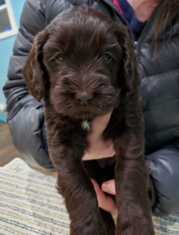 chocolate labradoodle from 2018