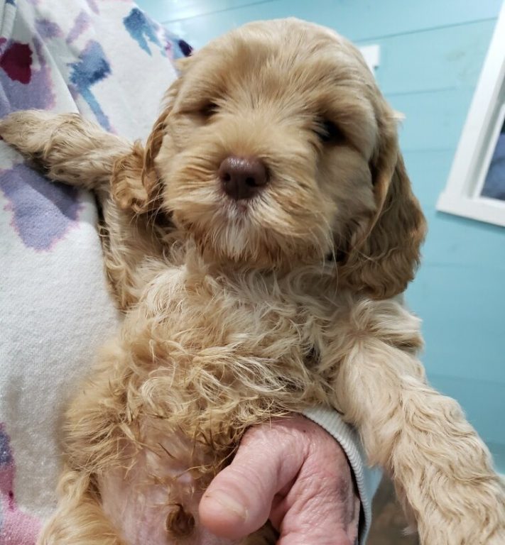 apricot female labradoodle puppy