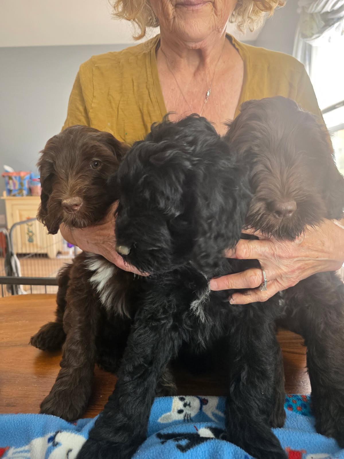 puppies_101226